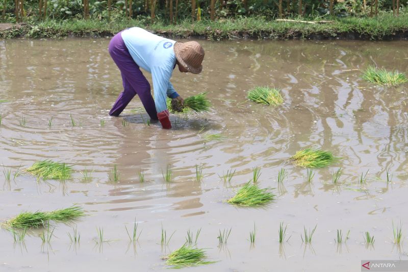 Memacu produksi pangan di tengah terpaan El Nino