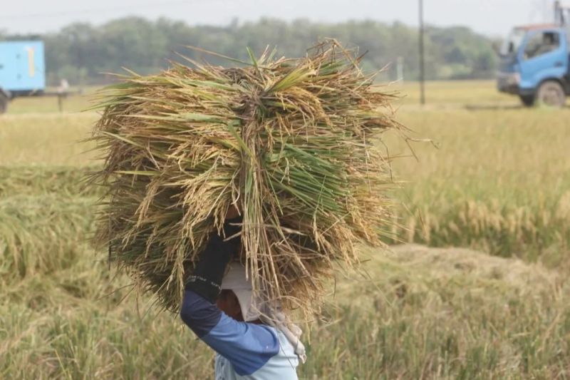 Solusi keluar dari jebakan impor beras dengan pengoptimalan sawah