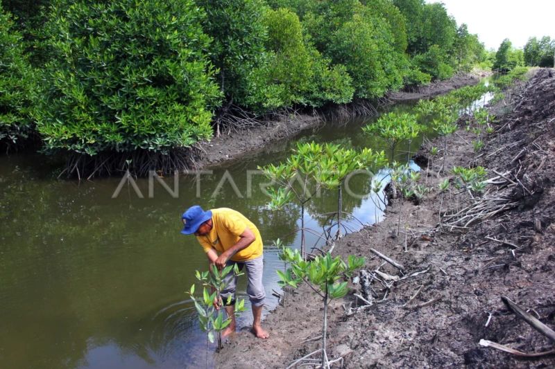 RI jadi Ketua Bersama Aliansi Mangrove Dunia beranggotakan 34 negara