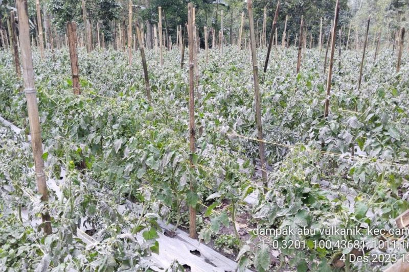 2.141 ha lahan pertanian di Agam terdampak abu vulkanik Marapi 2.141 ha lahan pertanian di Agam terdampak abu vulkanik Marapi
