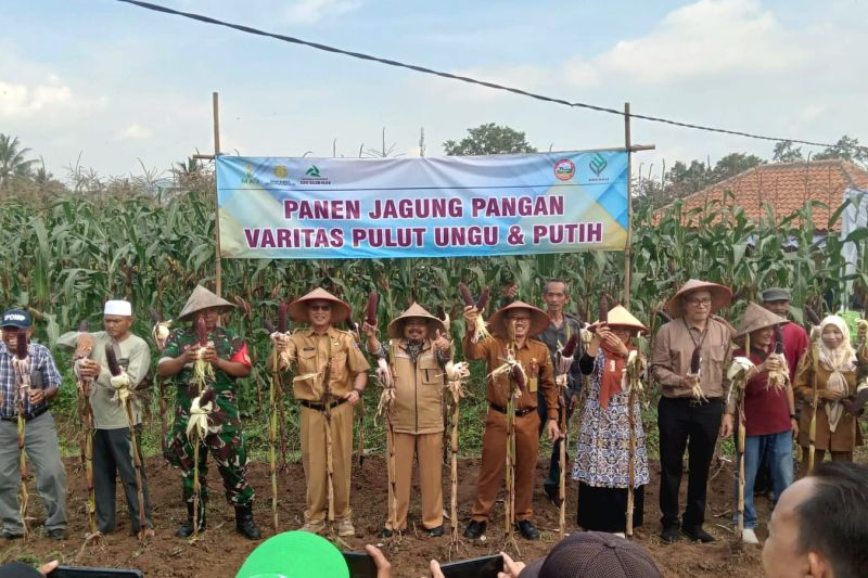 Kebutuhan lokal Kabupaten Serang terpenuhi berkat panen raya jagung komposit Kebutuhan lokal Kabupaten Serang terpenuhi berkat panen raya jagung komposit