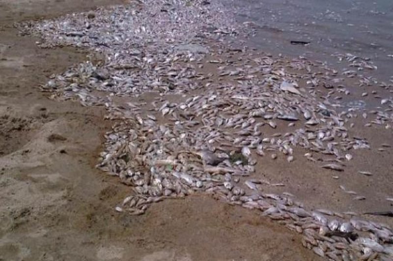 Pantai Jepang utara dipenuhi ribuan ton ikan mati Pantai Jepang utara dipenuhi ribuan ton ikan mati