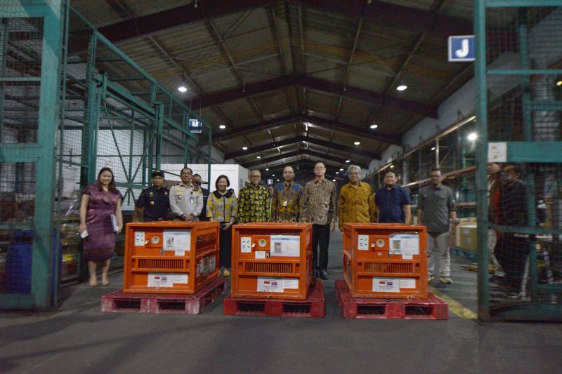 Tiga orang utan dipulangkan dari Thailand Tiga orang utan dipulangkan dari Thailand