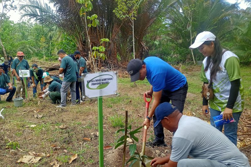 Dinas Kehutanan Maluku bangun hutan rakyat tumbuhkan budaya menanam