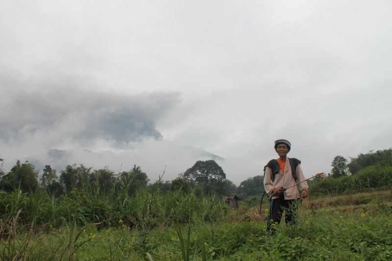 Petani di lereng gunung tetap beraktivitas saat Marapi erupsi Petani di lereng gunung tetap beraktivitas saat Marapi erupsi