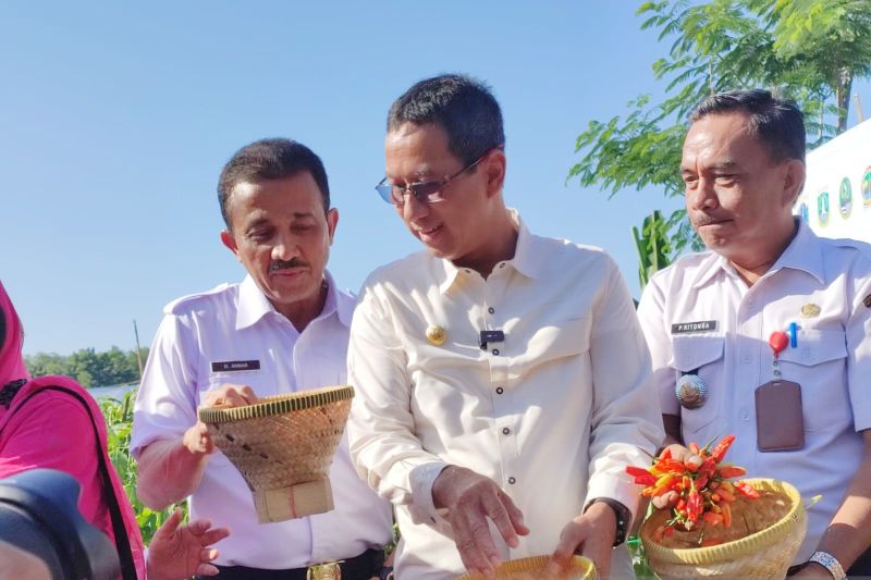 DKI panen cabai dan luncurkan armada Gerakan Pangan Murah DKI panen cabai dan luncurkan armada Gerakan Pangan Murah