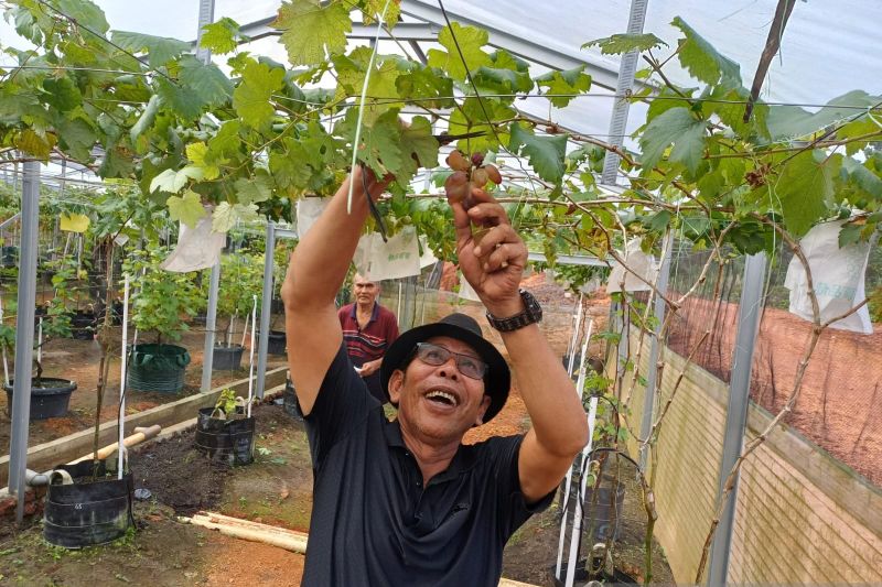 Menikmati wisata kebun anggur di Pulau Bintan Menikmati wisata kebun anggur di Pulau Bintan