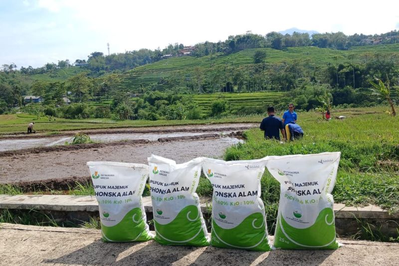 Petrokimia tertarik kembangkan pupuk organik di lahan padi Garut