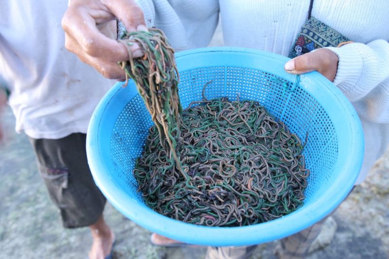 Merangkai Festival Bau Nyale menjadi wisata mendunia Merangkai Festival Bau Nyale menjadi wisata mendunia