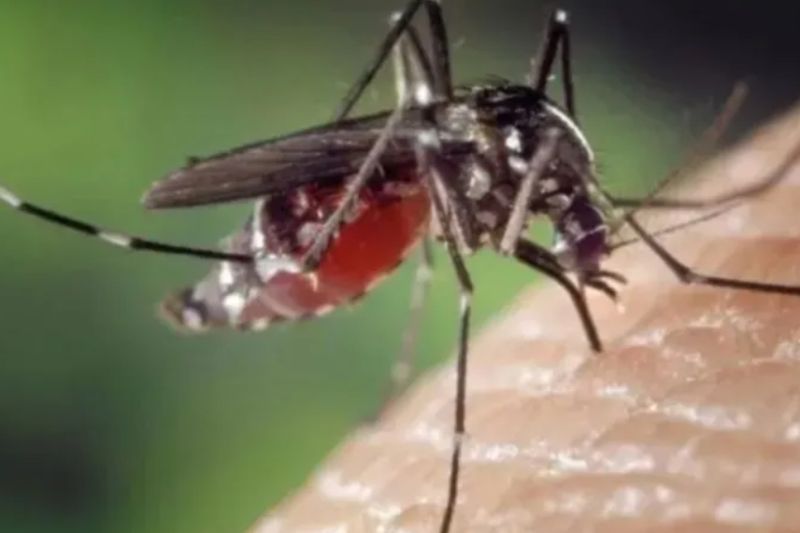 Kasus DBD di Malaysia naik 207,9 persen sampai pekan ketujuh 2023 Kasus DBD di Malaysia naik 207,9 persen sampai pekan ketujuh 2023