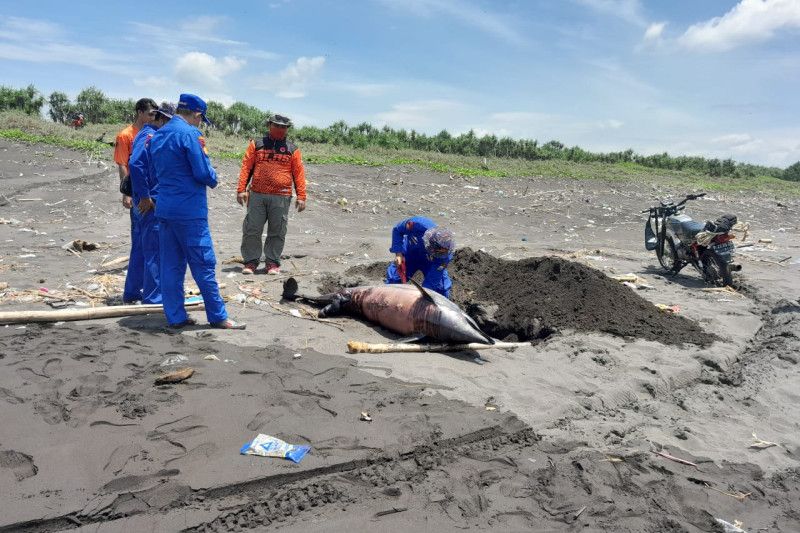 Bangkai satu lumba-lumba terdampar di pantai selatan Jember
