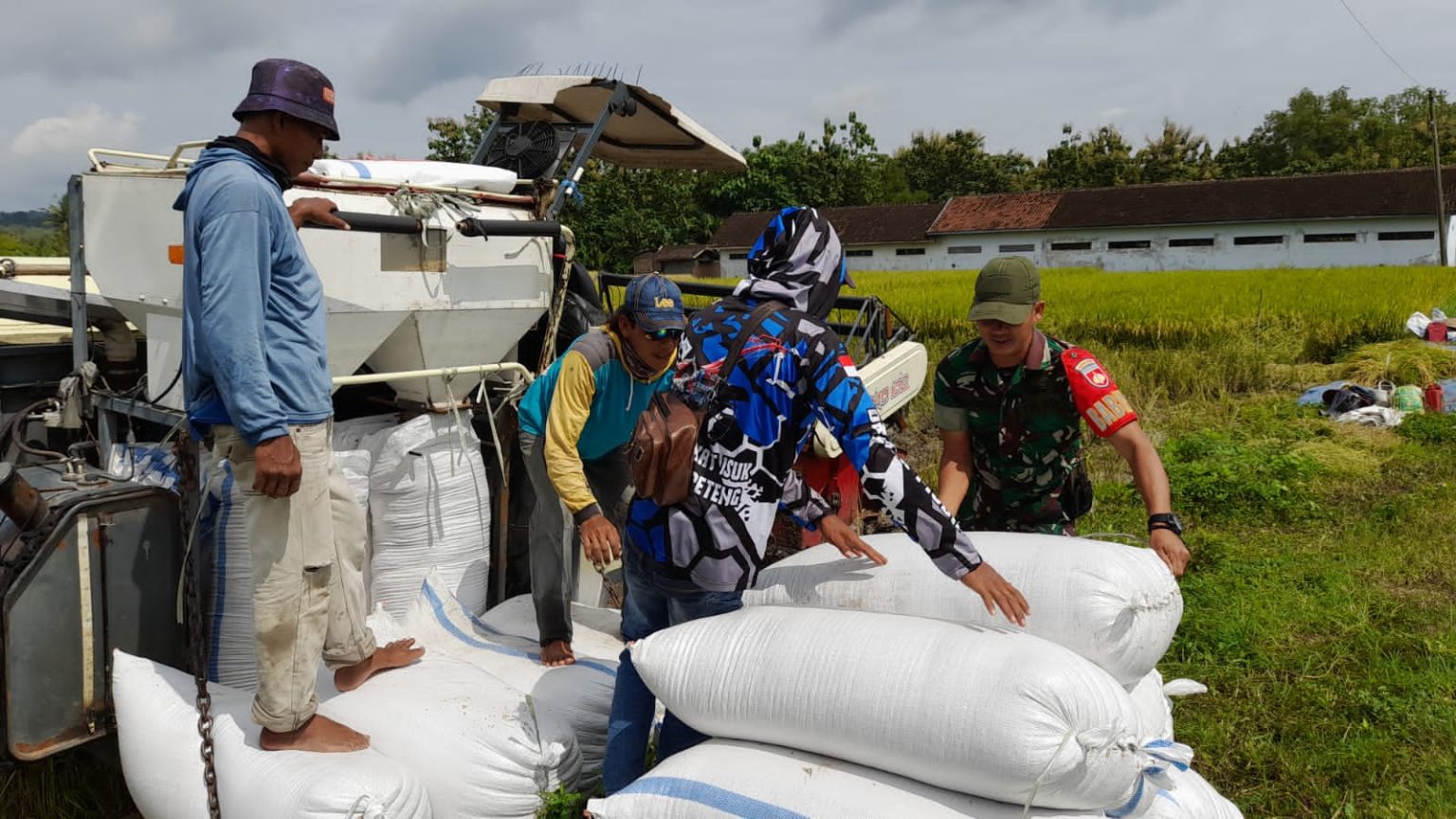 Komsos Babinsa dukung suksesnya swasembada pangan Komsos Babinsa dukung suksesnya swasembada pangan