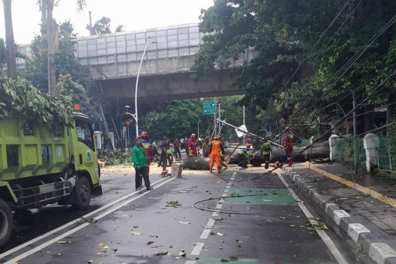 BPBD DKI tangani tiga pohon tumbang akibat hujan disertai angin
