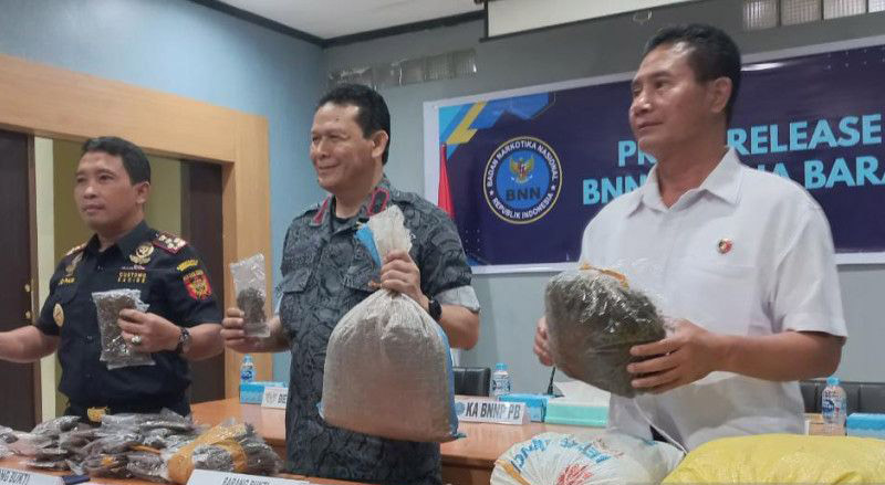 BNN Papua Barat tangkap lima pengedar ganja Jayapura-Sorong