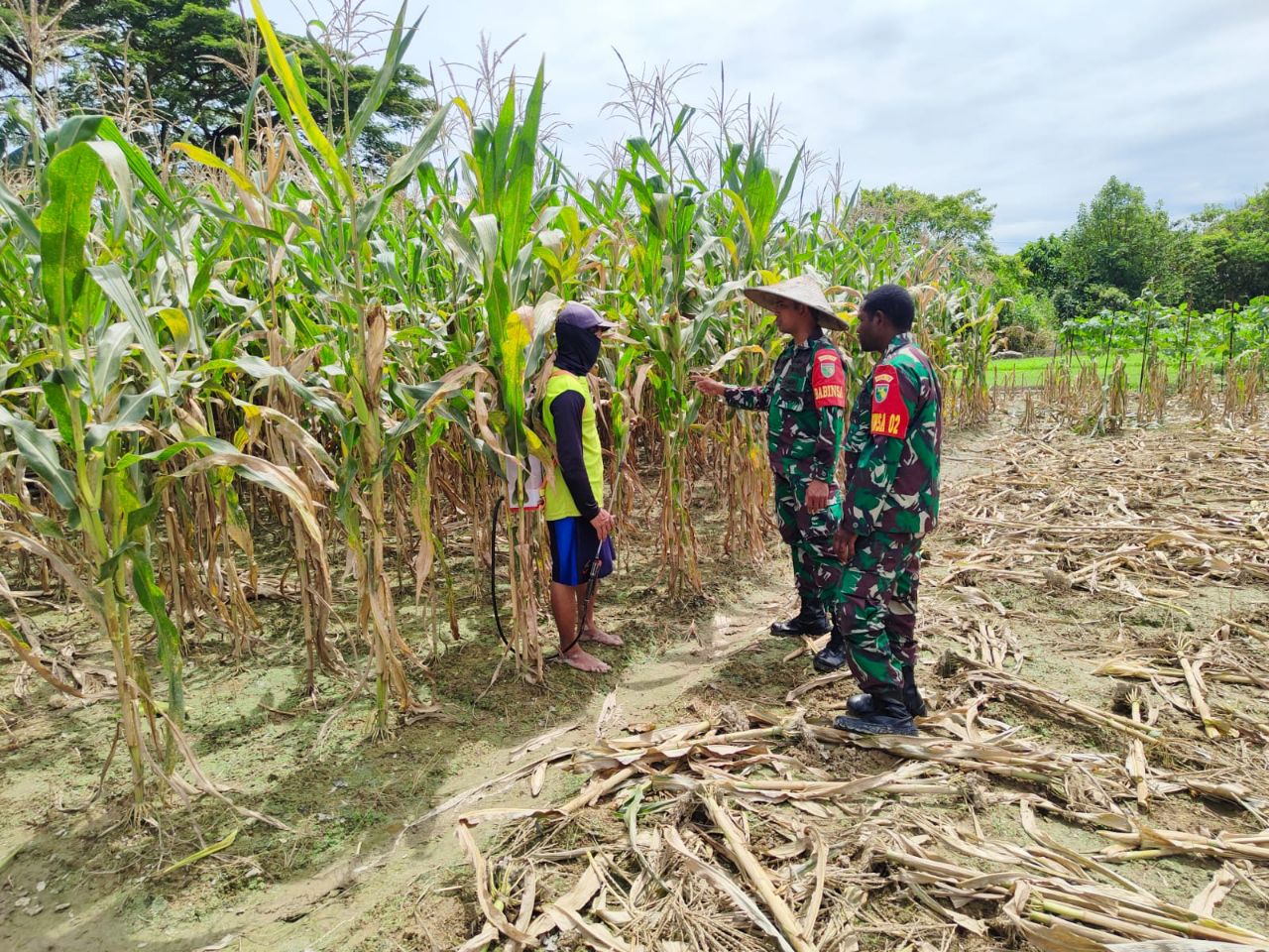 Beri motivasi, Babinsa Koramil 1710-02/Timika dampingi petani di wilayah binaan
