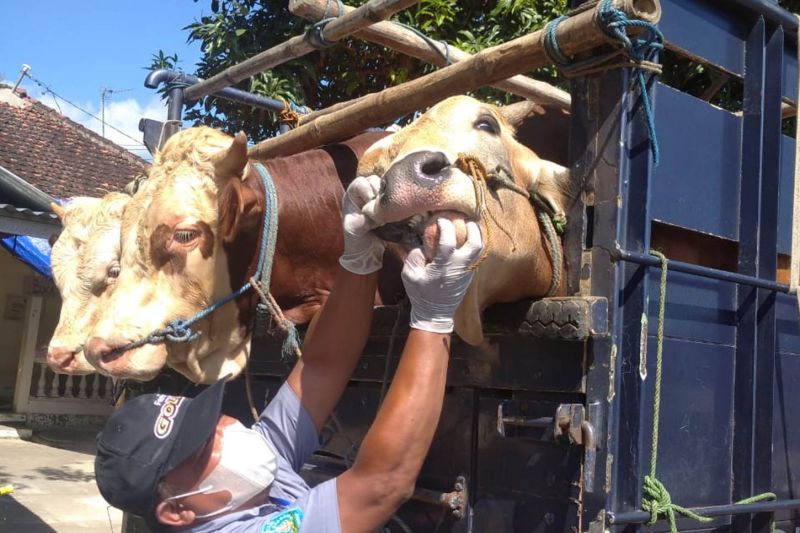 Wabah PMK di Ponorogo menunjukkan tren meningkat
