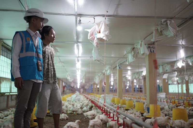 Peternak ayam di Gowa hemat 30 persen berkat gunakan listrik PLN Peternak ayam di Gowa hemat 30 persen berkat gunakan listrik PLN