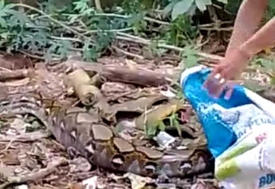 Ular sanca seberat 40 kg masuk permukiman gegerkan warga Ular sanca seberat 40 kg masuk permukiman gegerkan warga