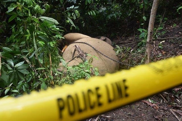 Gading gajah yang hilang di Aceh Tenggara masih jadi misteri