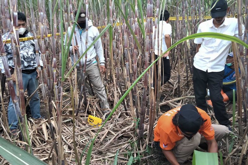Polres Malang selidiki penemuan kerangka manusia di ladang tebu