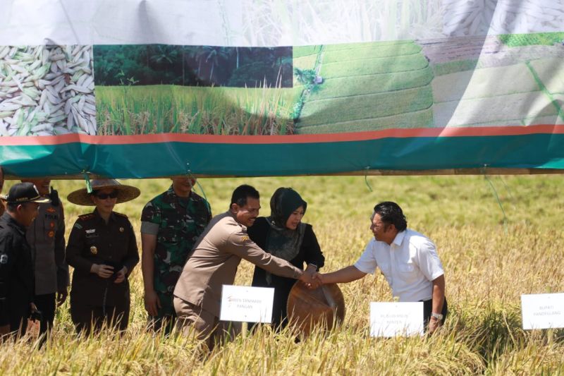 Kementan jamin produksi beras di Banten aman awal 2023 Kementan jamin produksi beras di Banten aman awal 2023