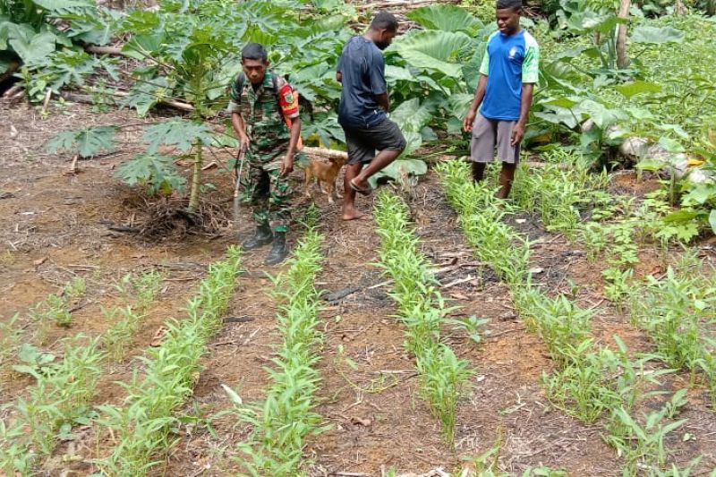 Koramil Biak Utara bantu petani lakukan penyemprotan pestisida Koramil Biak Utara bantu petani lakukan penyemprotan pestisida