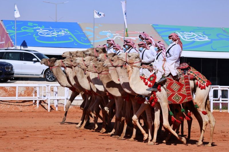 Lembaga investasi Saudi dirikan perusahaan, genjot industri susu unta Lembaga investasi Saudi dirikan perusahaan, genjot industri susu unta