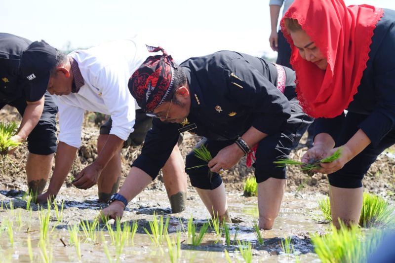 Mentan perkuat ketersediaan pangan hadapi El Nino Mentan perkuat ketersediaan pangan hadapi El Nino