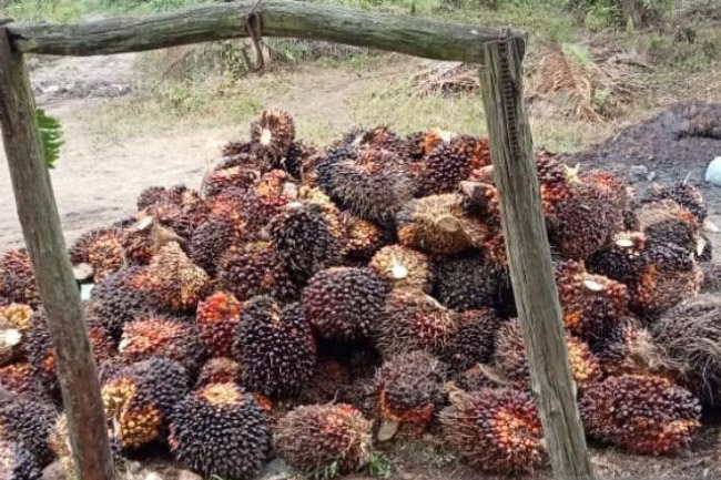 Harga CPO di Jambi naik Rp123 per Kg Harga CPO di Jambi naik Rp123 per Kg