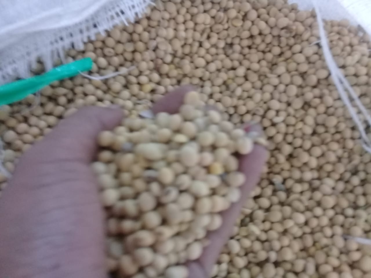 Puskopti minta harga kedelai stabil Rp9.000 per kilogram Puskopti minta harga kedelai stabil Rp9.000 per kilogram