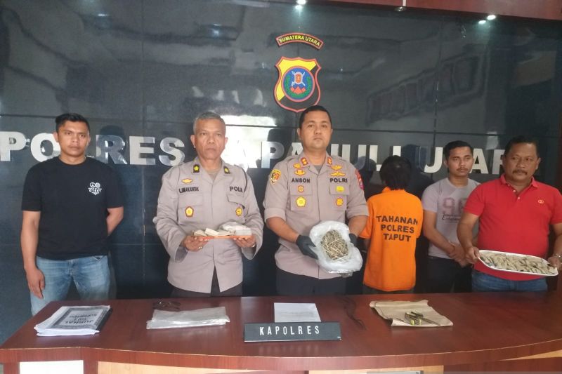 Polres Taput tangkap bandar narkoba jenis ganja Polres Taput tangkap bandar narkoba jenis ganja