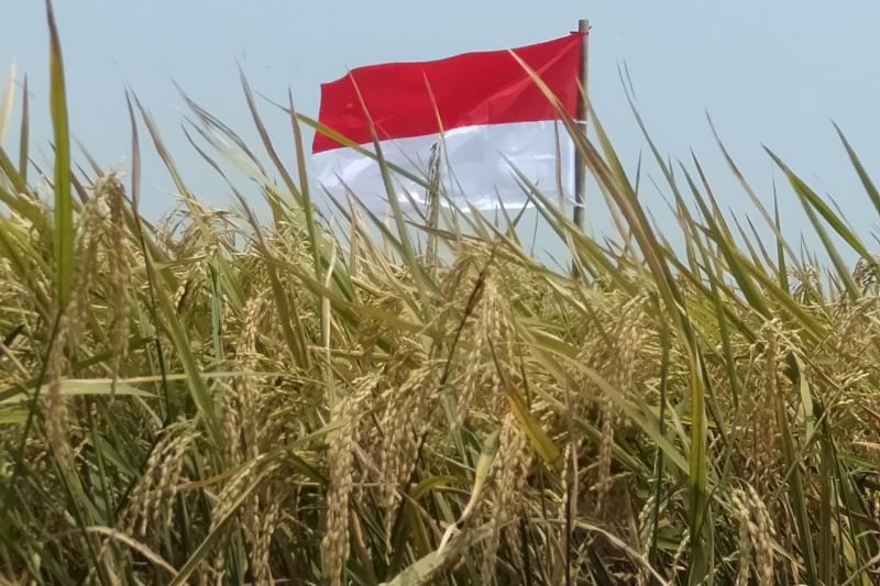 Produksi padi di Purwakarta capai 157.454 ton Produksi padi di Purwakarta capai 157.454 ton