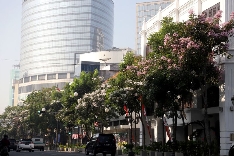 Ribuan Tabebuya bermekaran di Surabaya saat musim kemarau Ribuan Tabebuya bermekaran di Surabaya saat musim kemarau