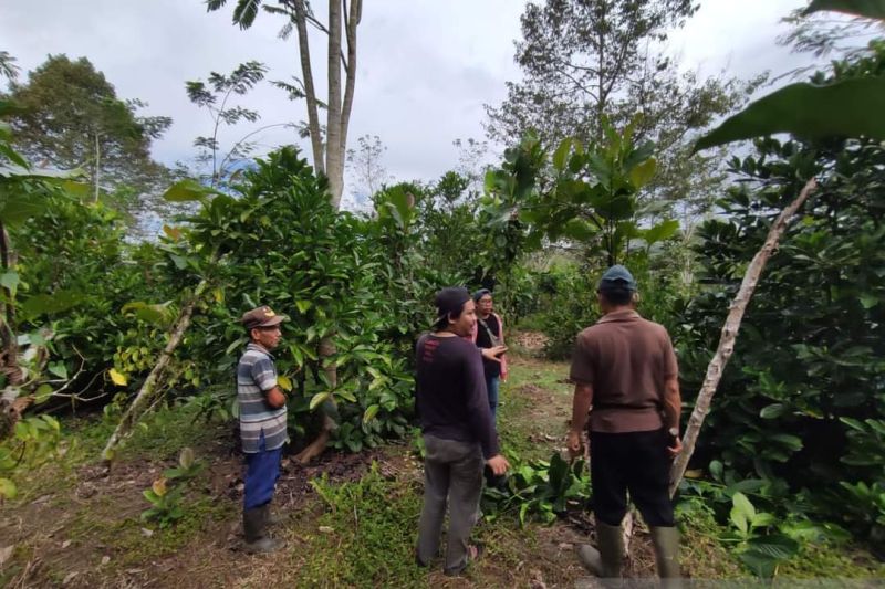 Petani Sambas senang Gubernur Kalbar gencar promosi kopi liberika Petani Sambas senang Gubernur Kalbar gencar promosi kopi liberika