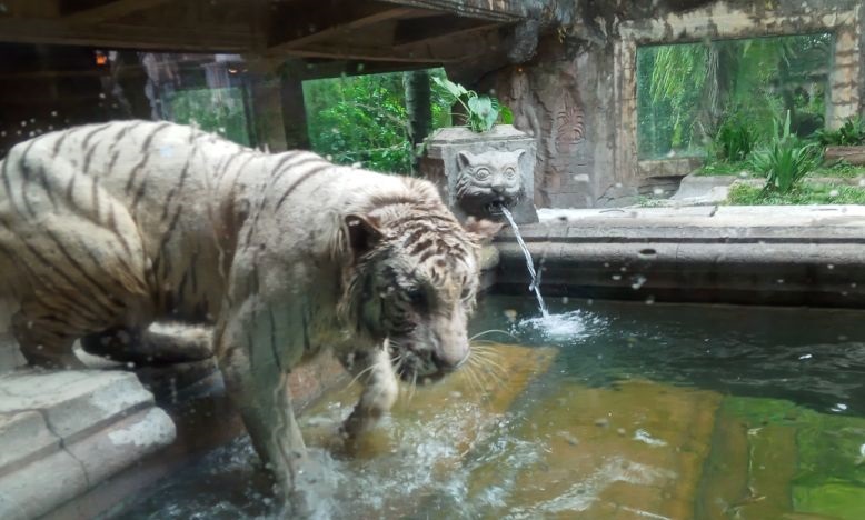Sensasi menyantap hidangan ditemani harimau di Tiger Cave Restaurant Sensasi menyantap hidangan ditemani harimau di Tiger Cave Restaurant
