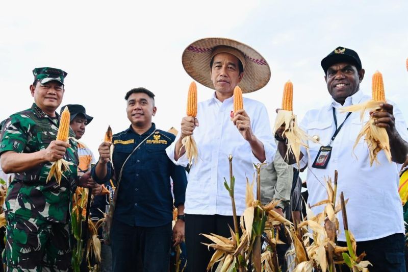 Presiden Jokowi katakan hasil panen jagung Keerom di atas standar nasional Presiden Jokowi katakan hasil panen jagung Keerom di atas standar nasional