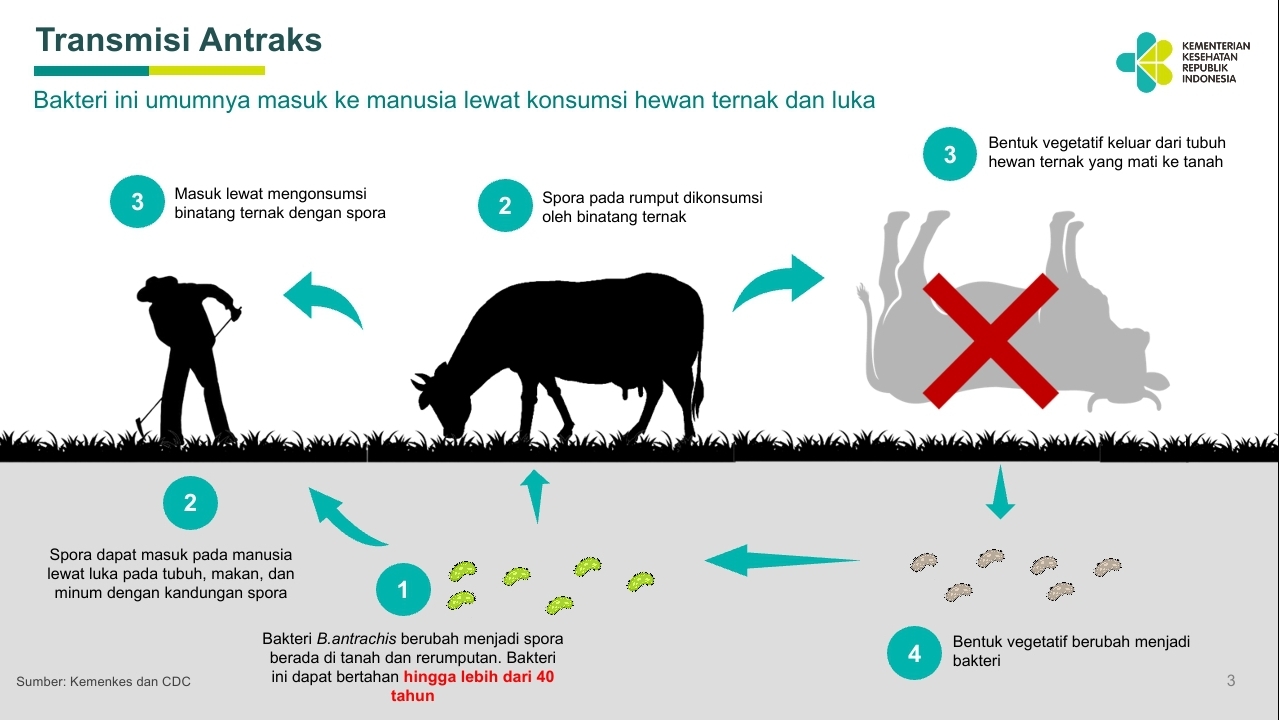 Pemprov Riau antisipasi penularan antraks pada hewan ternak Pemprov Riau antisipasi penularan antraks pada hewan ternak