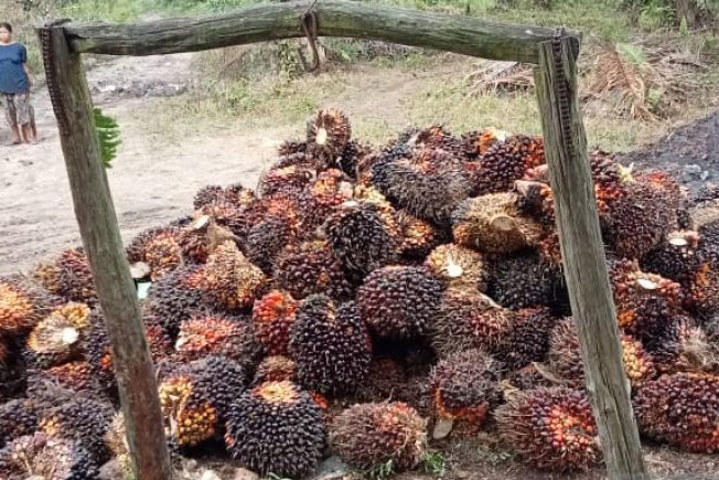 Harga CPO di Jambi naik Rp38 per kilogram Harga CPO di Jambi naik Rp38 per kilogram