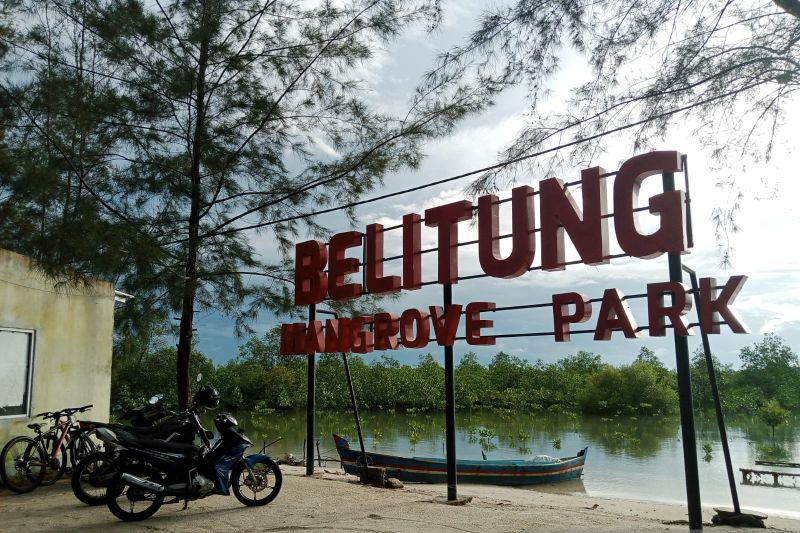 Delegasi UAE tinjau hutan mangrove Belitung Delegasi UAE tinjau hutan mangrove Belitung