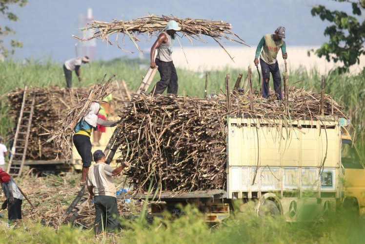 Pabrik Gula Ngadirejo Kediri maksimalkan produksi hingga Oktober Pabrik Gula Ngadirejo Kediri maksimalkan produksi hingga Oktober
