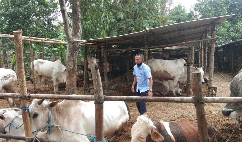 Bantul aman dari kasus antraks hewan ternak Bantul aman dari kasus antraks hewan ternak