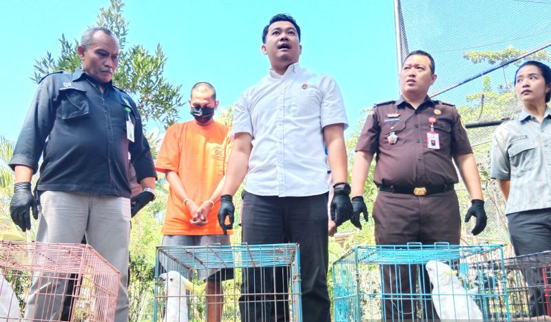 Polresta Yogyakarta tangkap pelaku perdagangan kakatua paruh bengkok Polresta Yogyakarta tangkap pelaku perdagangan kakatua paruh bengkok
