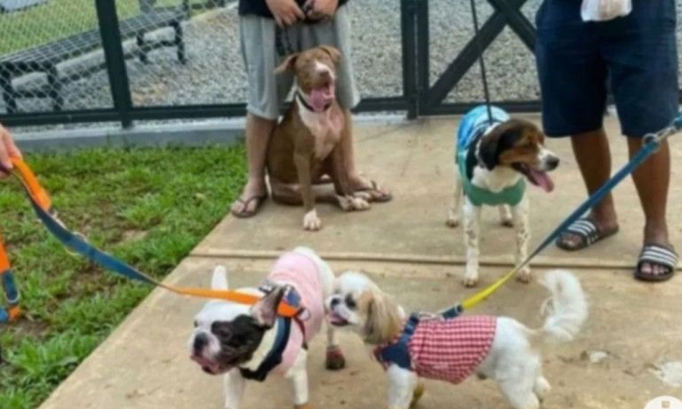 Dinas KPKP DKI tingkatkan cakupan vaksinasi rabies anjing dan kucing Dinas KPKP DKI tingkatkan cakupan vaksinasi rabies anjing dan kucing