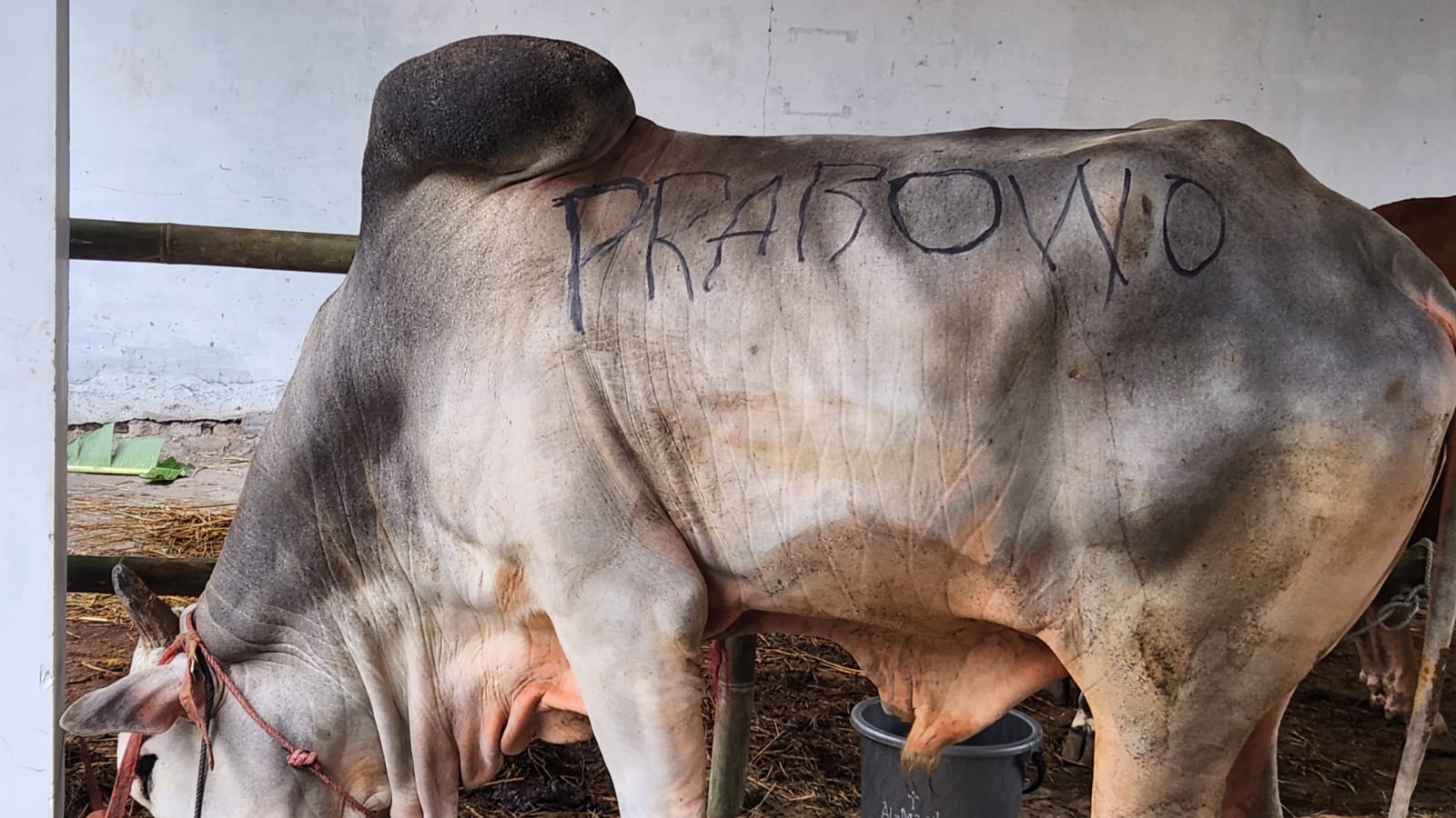 Prabowo salurkan puluhan hewan kurban ke ponpes dan ormas keagamaan di Jawa Barat Prabowo salurkan puluhan hewan kurban ke ponpes dan ormas keagamaan di Jawa Barat