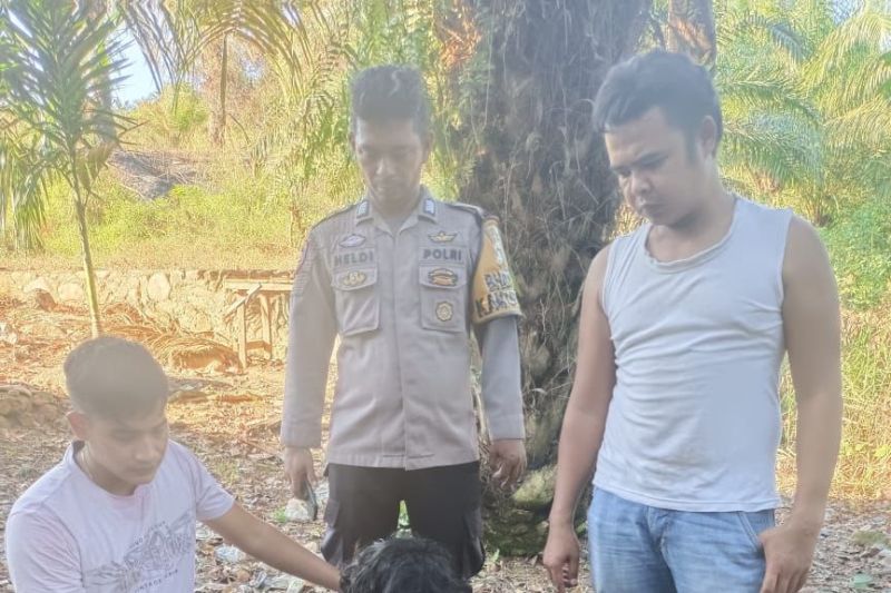 Polisi Pasaman Barat tangkap dua bandar sabu di tempat berbeda