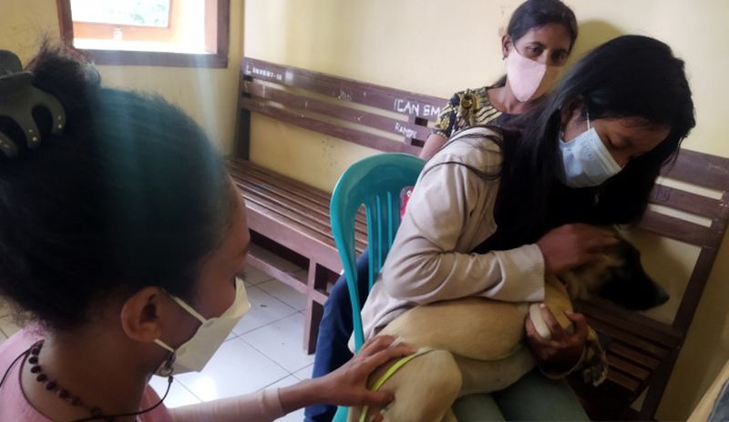 Korban meninggal akibat gigitan anjing rabies di Pulau Timor bertambah