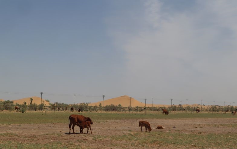 Kubuqi adalah keajaiban oasis di tengah padang pasir