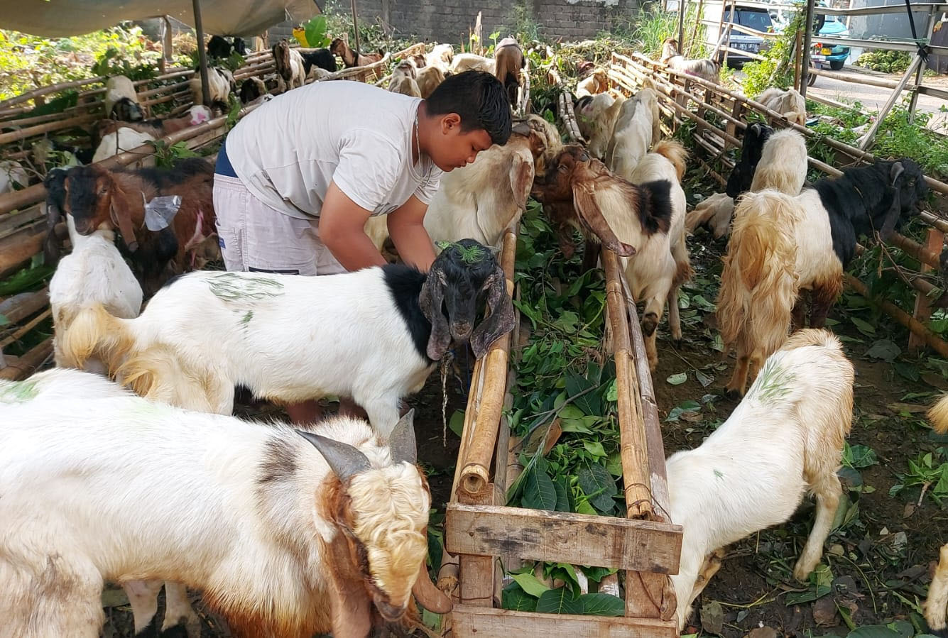 Penjualan hewan kurban Idul Adha 2023 di beberapa wilayah, variatif Penjualan hewan kurban Idul Adha 2023 di beberapa wilayah, variatif