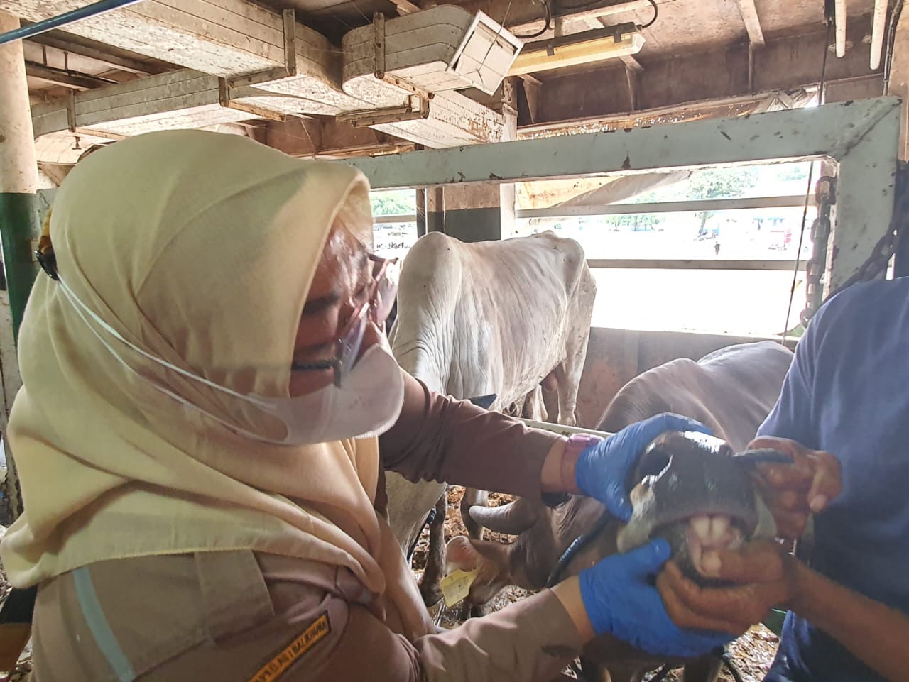 Karantina Pertanian Balikpapan pastikan hewan kurban sehat Karantina Pertanian Balikpapan pastikan hewan kurban sehat