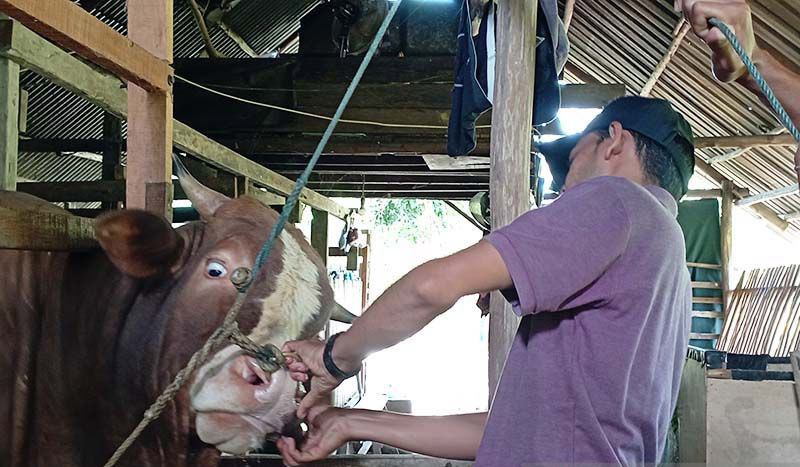 Dinas Peternakan Aceh turunkan tim periksa kesehatan hewan kurban Dinas Peternakan Aceh turunkan tim periksa kesehatan hewan kurban